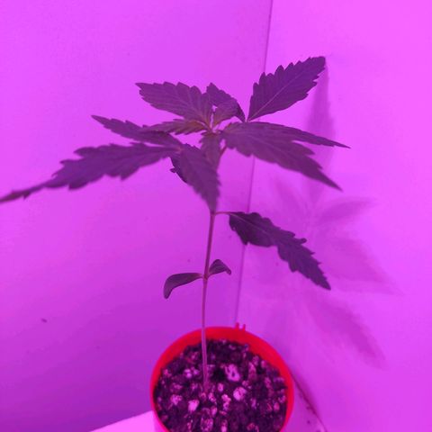 Prenseed Microgrow P growlog timeline photo