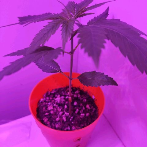 Prenseed Microgrow M growlog timeline photo