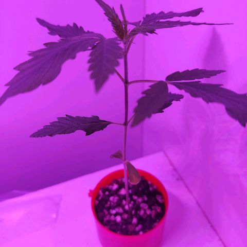 Prenseed Microgrow P growlog timeline photo