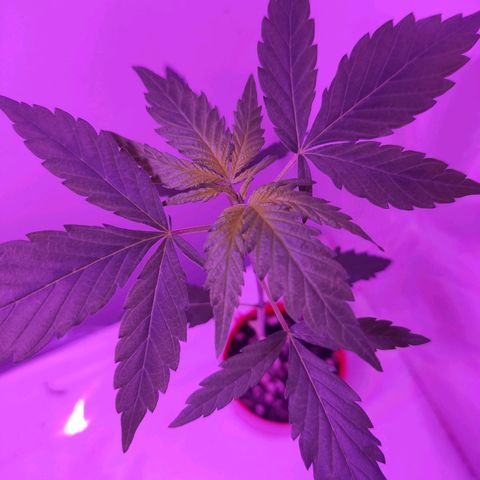 Prenseed Microgrow P growlog timeline photo