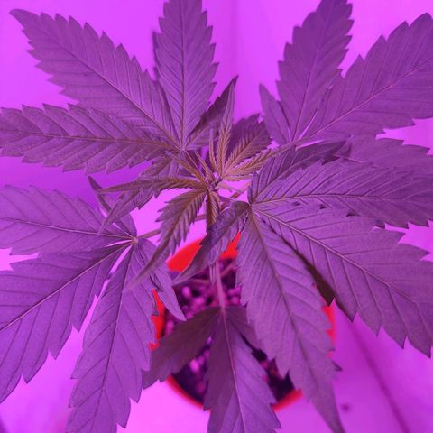 Prenseed Microgrow M growlog timeline photo