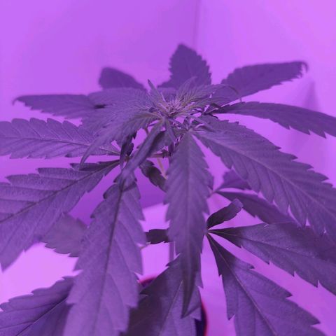 Prenseed Microgrow P growlog timeline photo