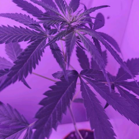Prenseed Microgrow M growlog timeline photo