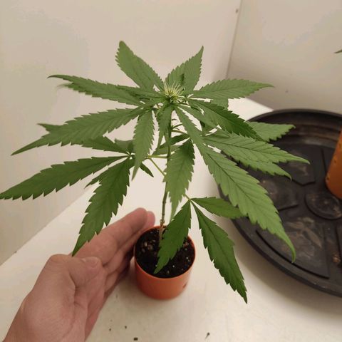 Prenseed Microgrow P growlog timeline photo