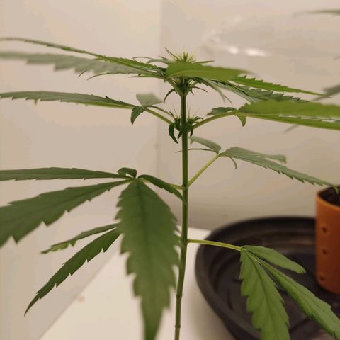 Prenseed Microgrow P growlog timeline photo