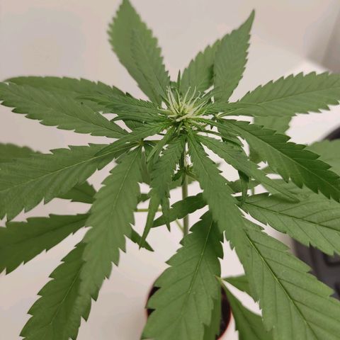 Prenseed Microgrow P growlog timeline photo
