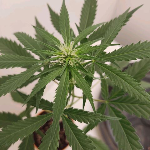 Prenseed Microgrow M growlog timeline photo