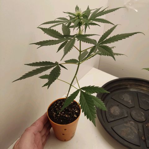 Prenseed Microgrow M growlog timeline photo