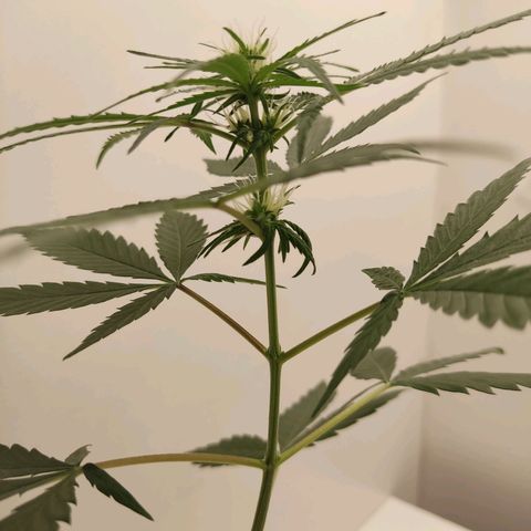 Prenseed Microgrow M growlog timeline photo