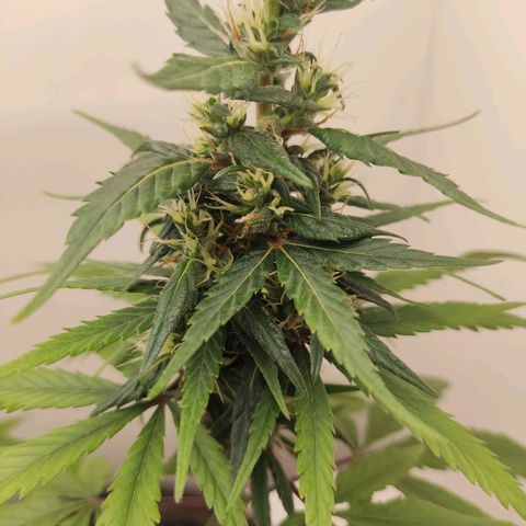 Prenseed Microgrow M growlog timeline photo
