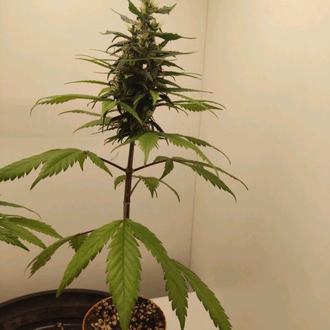 Prenseed Microgrow M growlog timeline photo