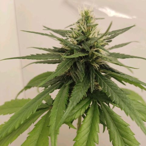 Prenseed Microgrow P growlog timeline photo