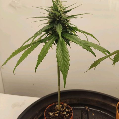 Prenseed Microgrow P growlog timeline photo