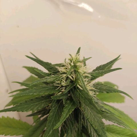 Prenseed Microgrow P growlog timeline photo