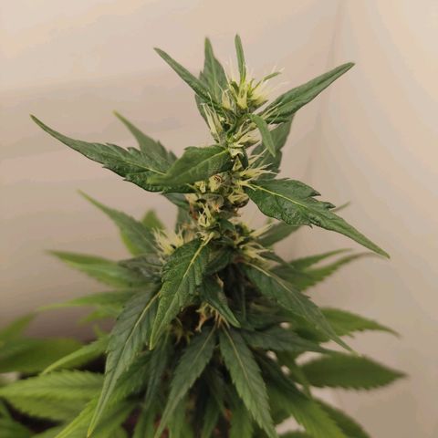 Prenseed Microgrow M growlog timeline photo