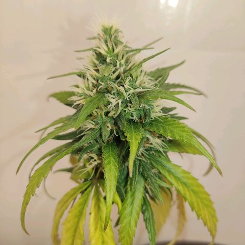 Prenseed Microgrow P growlog timeline photo