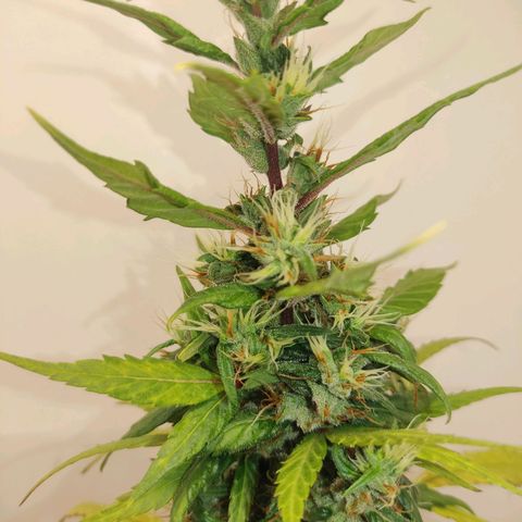 Prenseed Microgrow M growlog timeline photo