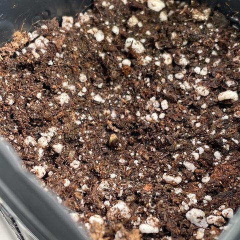 TANGIE growlog timeline photo