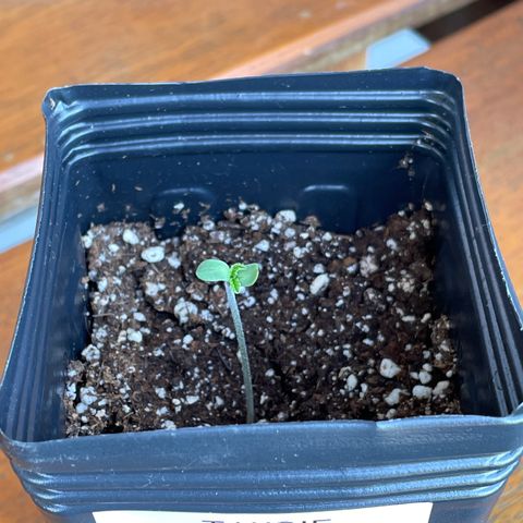 TANGIE growlog timeline photo