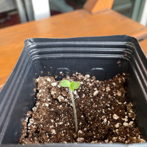 TANGIE growlog timeline photo