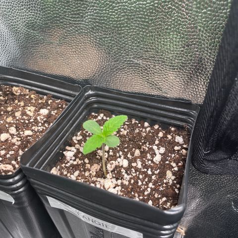 TANGIE growlog timeline photo