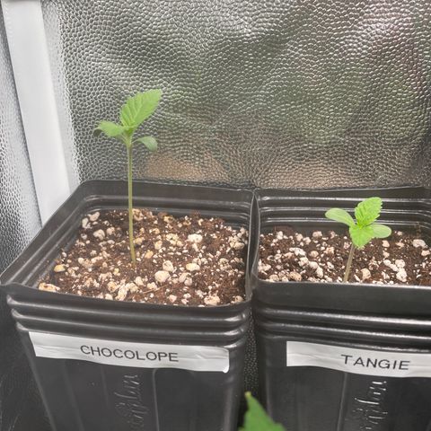 TANGIE growlog timeline photo