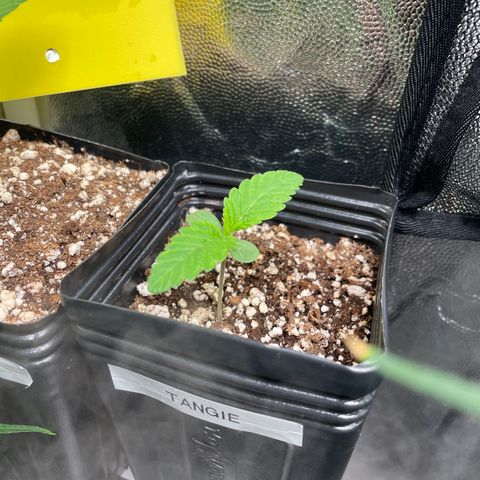 TANGIE growlog timeline photo