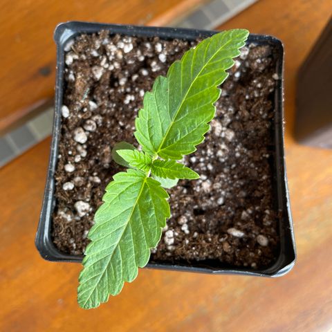 TANGIE growlog timeline photo