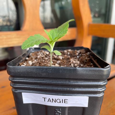 TANGIE growlog timeline photo