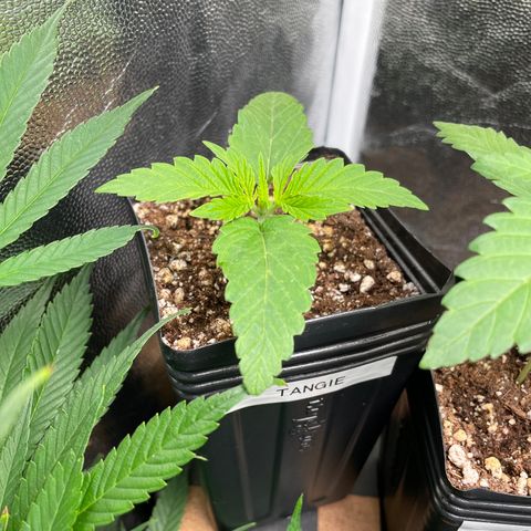 TANGIE growlog timeline photo