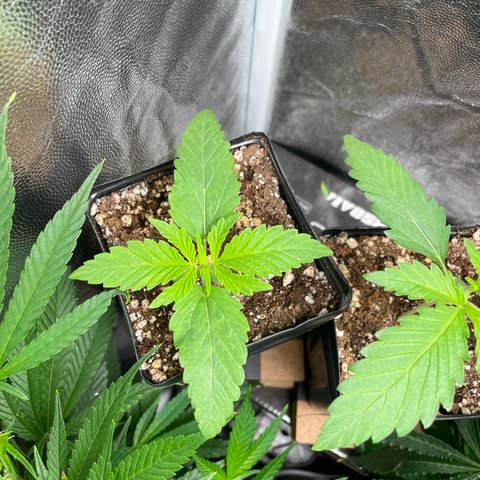 TANGIE growlog timeline photo