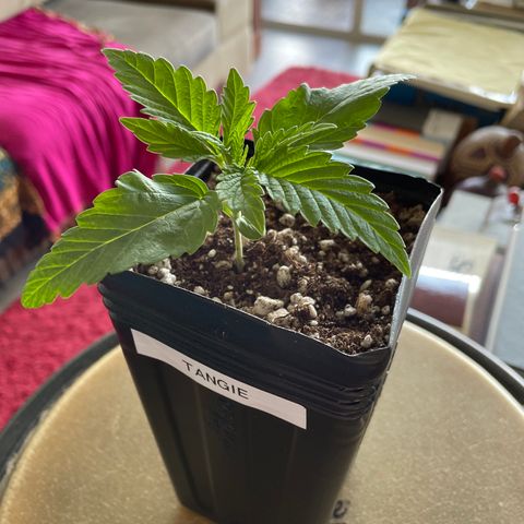 TANGIE growlog timeline photo