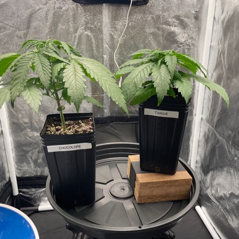 TANGIE growlog timeline photo