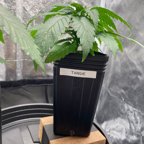 TANGIE growlog timeline photo