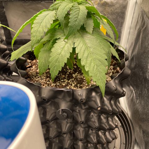 TANGIE growlog timeline photo