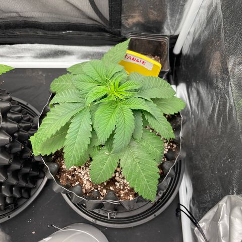 TANGIE growlog timeline photo
