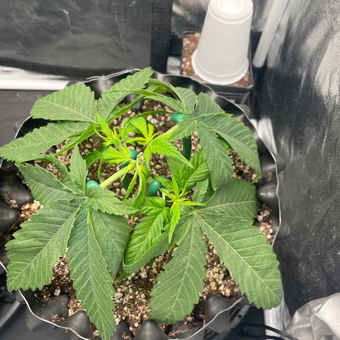 TANGIE growlog timeline photo