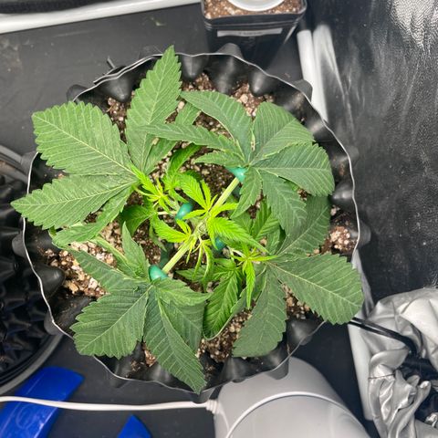TANGIE growlog timeline photo