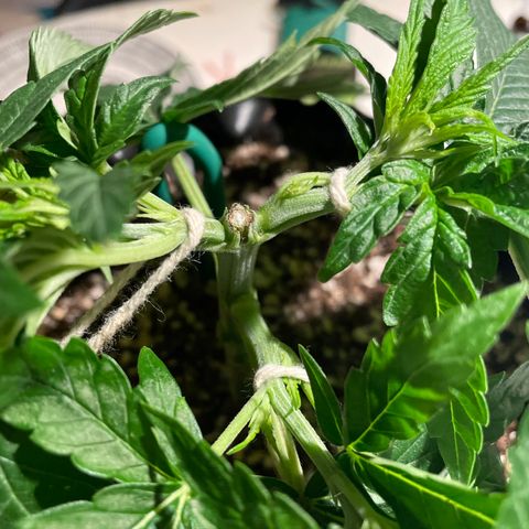 TANGIE growlog timeline photo