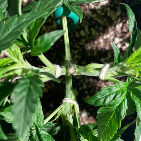 TANGIE growlog timeline photo