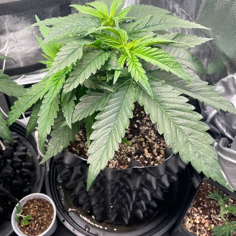 TANGIE growlog timeline photo
