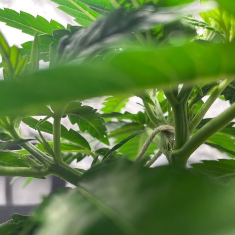 TANGIE growlog timeline photo