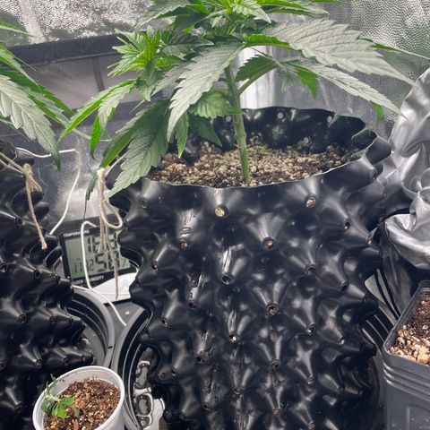 TANGIE growlog timeline photo