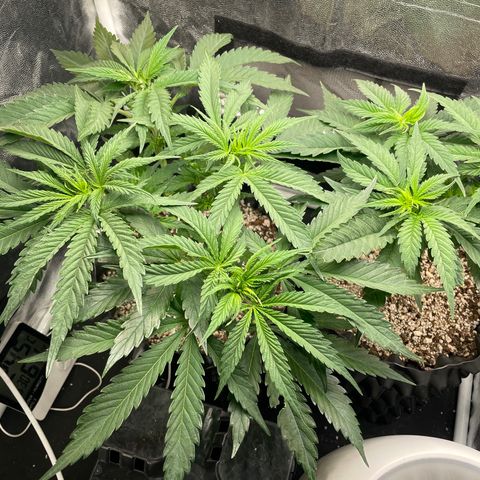 TANGIE growlog timeline photo