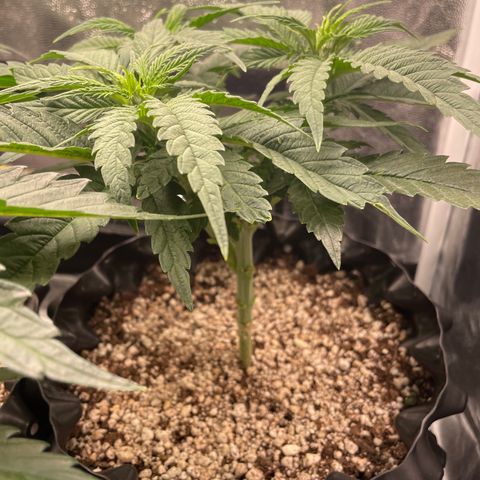TANGIE growlog timeline photo