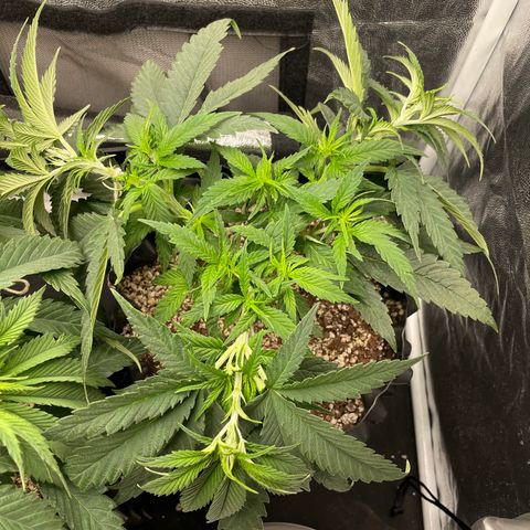 TANGIE growlog timeline photo