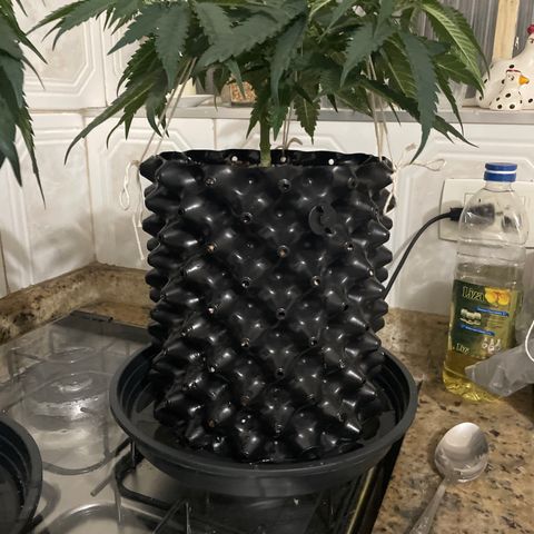 TANGIE growlog timeline photo