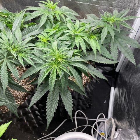 TANGIE growlog timeline photo