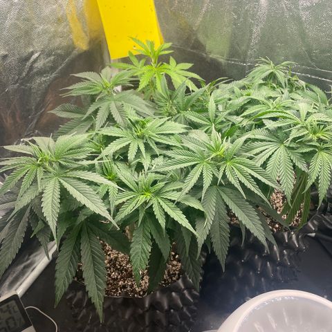 TANGIE growlog timeline photo
