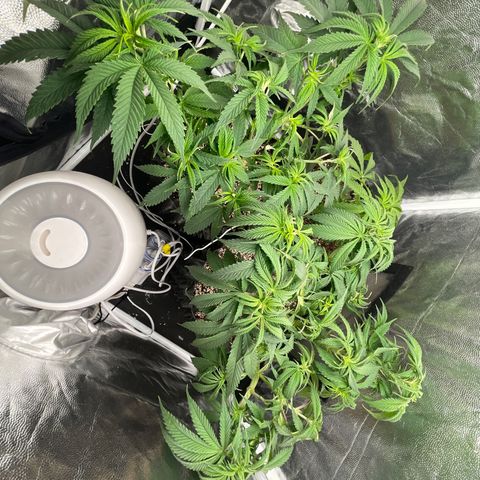 TANGIE growlog timeline photo